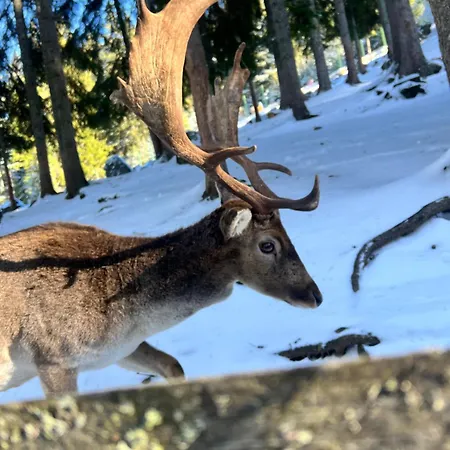 Apartman Blue Eko Fis *